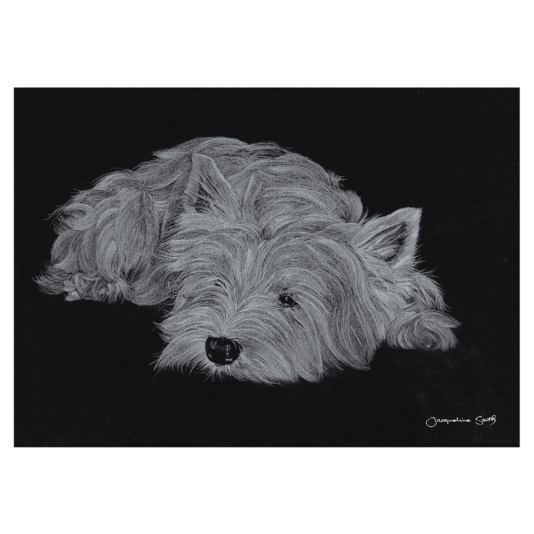West Highland Terrier in pencil