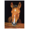 Brown horse in stable