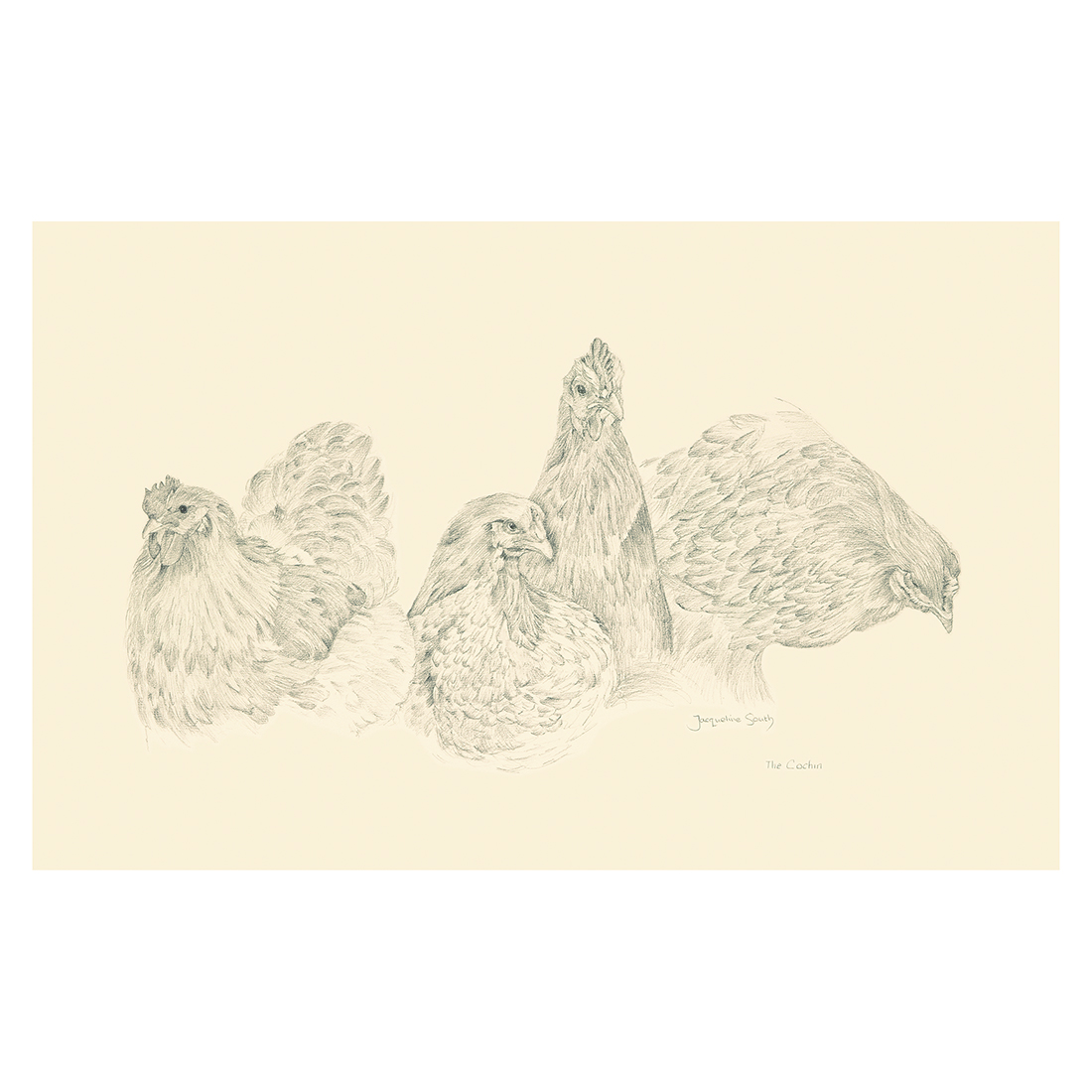 Cochin chickens study