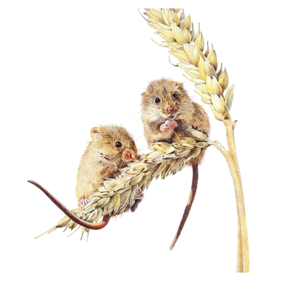 Two Harvest Mice | Jacqueline South Illustration and Design